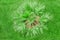 Crown of palm, top view, background. View of the palm tree from top to bottom. Green coconut tree with large leaves, copy space