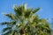 Crown of palm tree Washingtonia filifera, commonly known as California fan palm in Sochi. Luxury leaves with threads