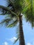 The crown of the palm trees against the sky.