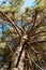 Crown of pine against the blue sky. Spring in a pine forest. View of the tops of the pine trees