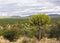 Crown profile of euphorbia or candelabra tree growing in the African savanna