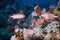 Crown squirrelfish (sargocentron diadema)