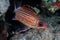 Crown squirrelfish Sargocentron diadema bright metallic orange/ red colored fish