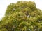 Crown of a Sweet Chestnut Tree Castanea Sativa in Mid-Autum/Fall