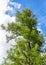 Crown of tall larch tree against a blue sky