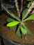 Crown of thorns branch close up