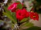 Crown of Thorns cactus, Euphorbia Milii, with red flowers