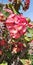 Crown thorns cactus pink ref flowers natural plant tree