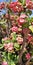 Crown thorns cactus pink ref flowers natural plant tree