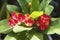 Crown of thorns or Christ thorn flowers, closeup