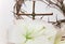 Crown of Thorns, crucifix and white Lily