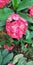 Crown thorns Euphorbia milii pink flowers natural plant