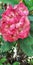 Crown thorns Euphorbia pink flowers natural plant