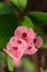 Crown of Thorns flower