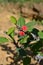 Crown of Thorns Flowers, Christ Plant, Euphorbia Milii