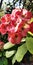 Crown thorns pink flowers natural plant tree