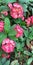 Crown thorns pink red flowers natural plant