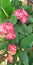 Crown thorns pink ref flowers natural plant tree