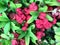 Crown of thorns plant with bright pink flowers