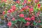 Crown of thorns, Poi sian flowers , Euphorbia mil