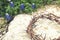 Crown of thorns on rocky ground with Texas Bluebonnets