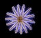 Crown-of-thorns sea star isolated on black