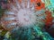 Crown-of-thorns starfish