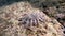 The crown-of-thorns starfish Acanthaster planci and Red sea star in Los Isoletes island Cortez sea La Paz