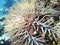 Crown-of-thorns starfish at the bottom of tropical sea, underwater