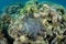 Crown of Thorns Starfish Feeding on Corals in Indonesia