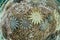 Crown of Thorns Starfish Outbreak on Coral Reef