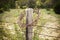 Crown of thorns on a Texas Hill Country fence post