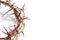 A crown of thorns on a white background - Easter. religion.