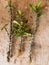 Crown of thrones, Christ throne plant Euphorbia Milii succulent with bare roots plants closeup