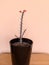 Crown of thrones euphorbia milii plant potted in a black glass pot