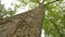 Crown of the tree bottom view, large tree with forked branches, old large tree. Closeup vertical panoramic scene of oak