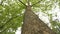 Crown of the tree bottom view, large tree with forked branches, old large tree. Closeup vertical panoramic scene of oak