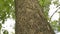 Crown of the tree bottom view, large tree with forked branches, old large tree. Closeup vertical panoramic scene of oak