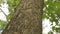Crown of the tree bottom view, large tree with forked branches, old large tree. Closeup vertical panoramic scene of oak