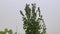 Crown of tree covered with green foliage swings in the wind during a hurricane, gray clouds on the background, view from