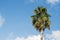 Crown tropical palm against a blue sky with clouds. Copy space