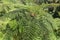 Crown of tropical palm with very fine leaves. Fresh green color crown trees giant horsetail. Close up of a busy palm tree in a rai