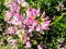 Crown vetch on a meadow