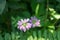 Crown Vetch Securigera varia blooming in summer