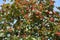 Crown of whitebeam with ripe red berries