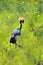 Crowned African Crane