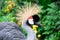 Crowned crane