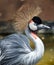 Crowned crane