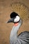 Crowned crane