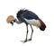 Crowned Crane